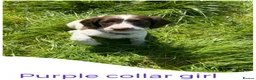 English Springer Spaniel dogs for sale: KC Registered English Springer Spaniel Pups - Advert 11