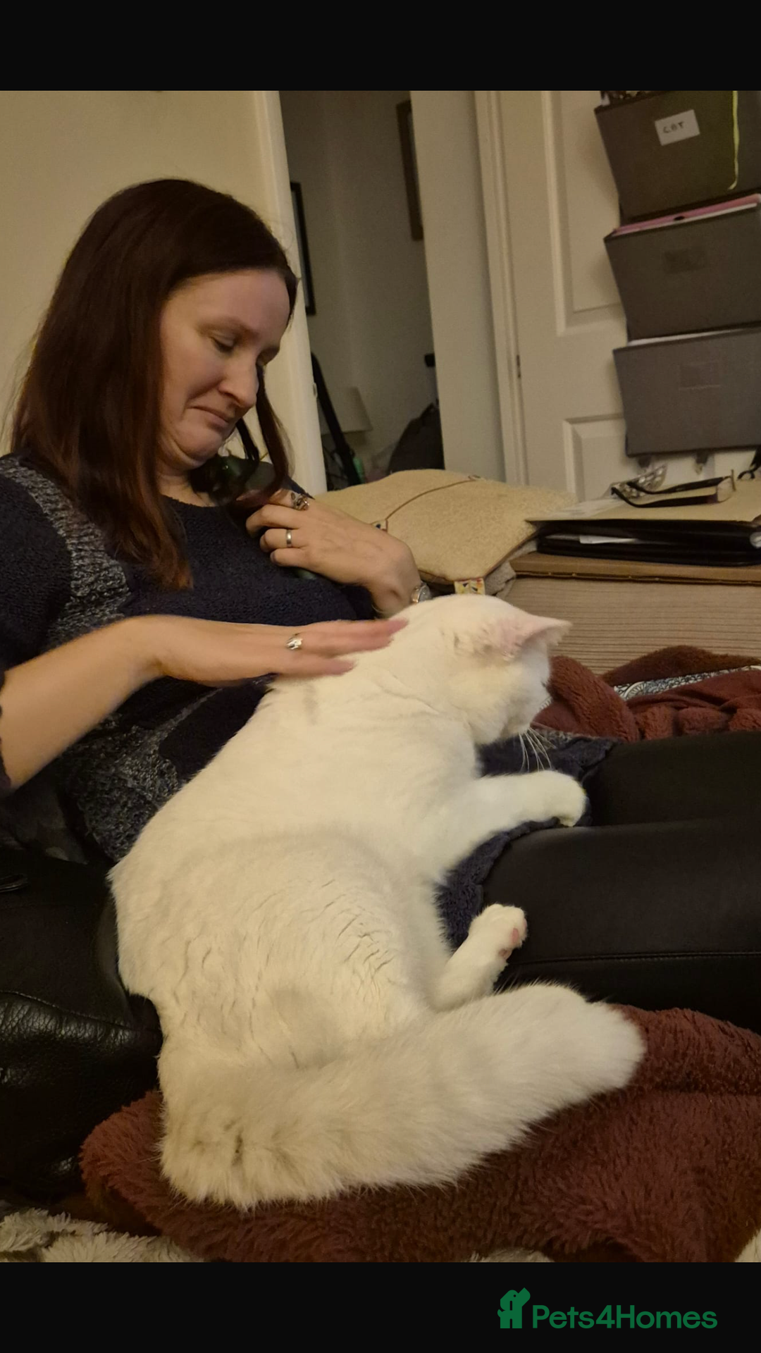 Mixed Breed cats for adoption: LENNON-MIX TURKISH ANGORA LIVELY BOY NEUTERED - Advert 6