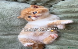 British Shorthair cats for sale: British Short and Long Hair  - Image 40