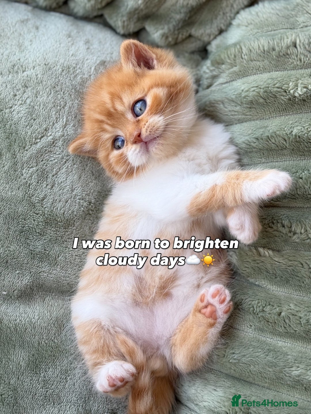 British Shorthair cats for sale: British Short and Long Hair  - Image 40