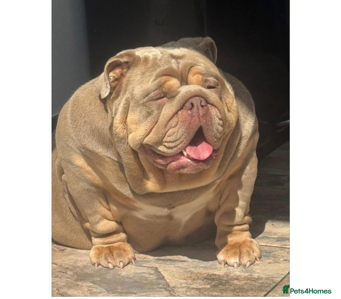 English Bulldog dogs 3 amazing boys ready to leave  - Advert 2