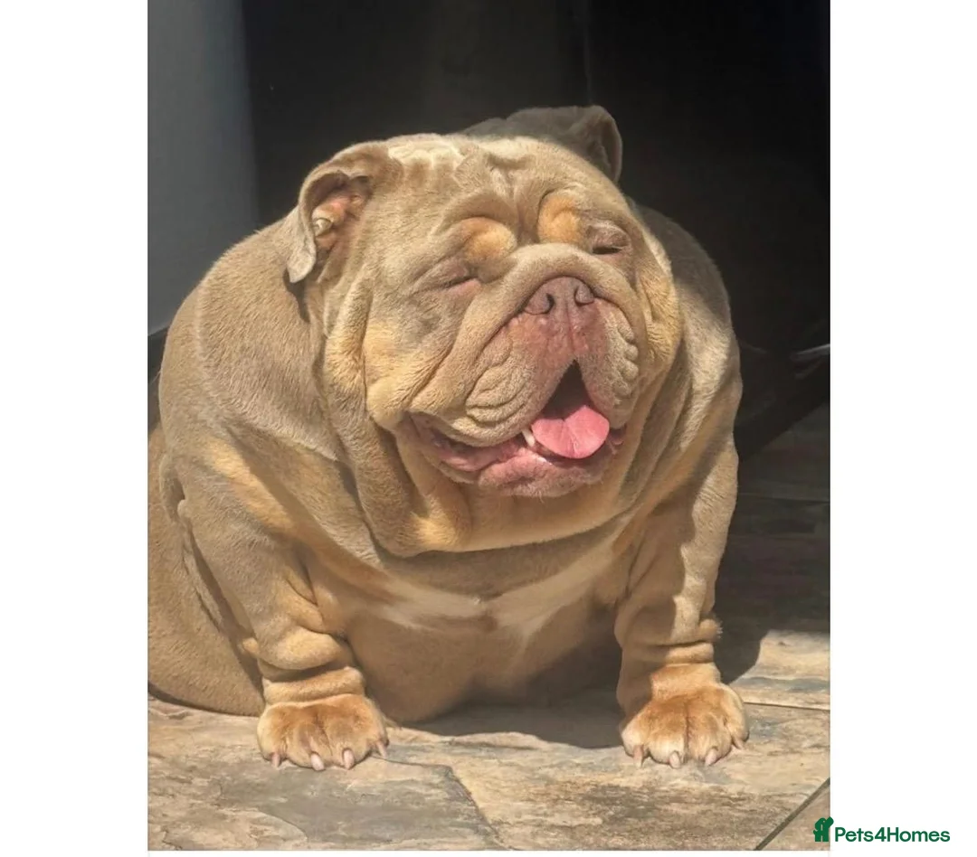 English Bulldog dogs for sale: 3 amazing boys ready to leave  in Liverpool - Advert 2