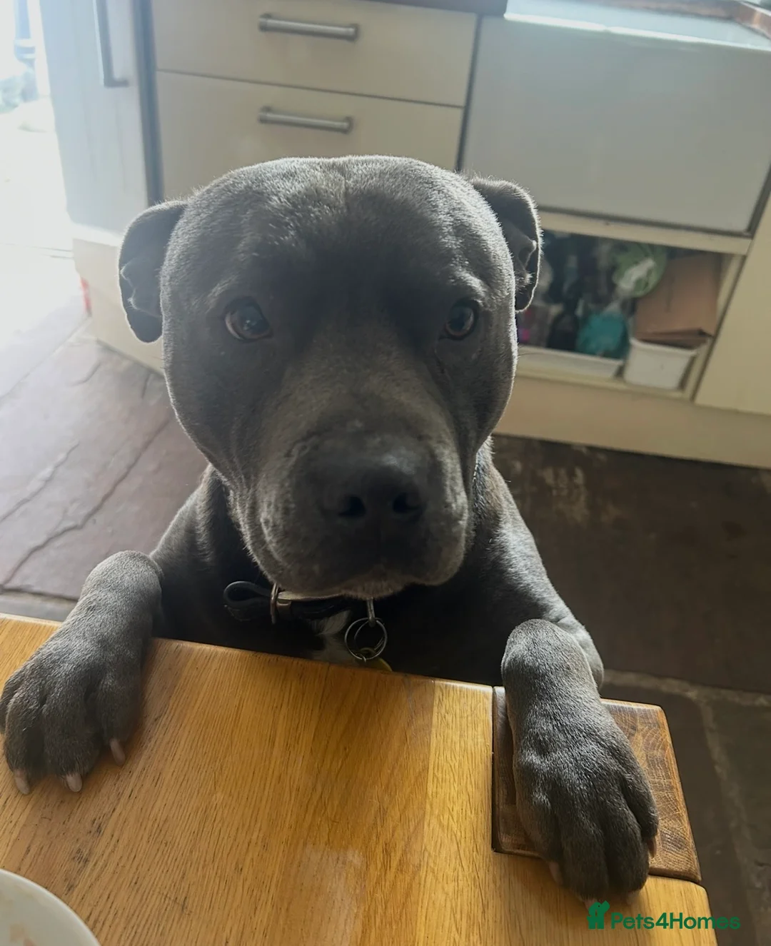 Staffordshire Bull Terrier dogs for stud: Blue Staffordshire Bull Terrier - Advert 3