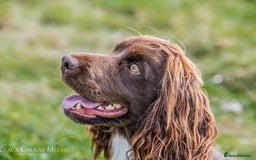 Cocker Spaniel dogs for stud: Champion Bred KC Cocker Spaniel & ALL Health Tests in Cranbrook - Image 8