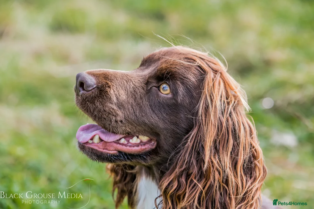 Cocker Spaniel dogs for stud: Champion Bred KC Cocker Spaniel & ALL Health Tests in Cranbrook - Advert 8