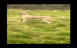 Whippet dogs for sale: Cherry the whippet - Image 2