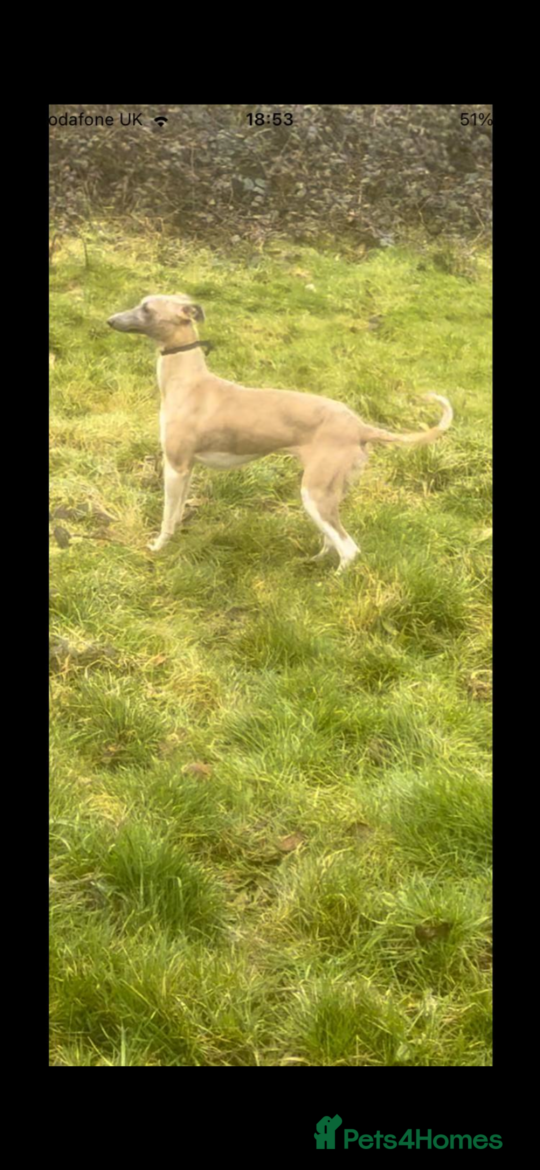 Whippet dogs for sale: Cherry the whippet - Image 2