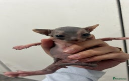 Sphynx cats for sale: 4 elf’s for sale - Image 5
