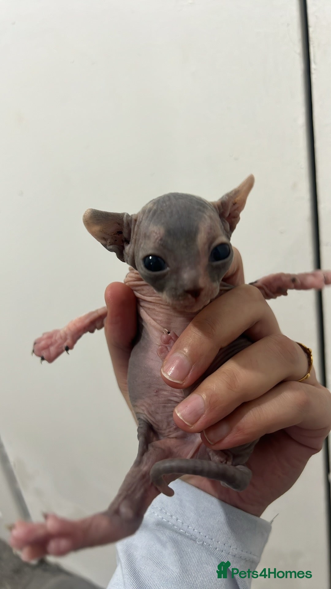 Sphynx cats for sale: 4 elf’s for sale - Image 5