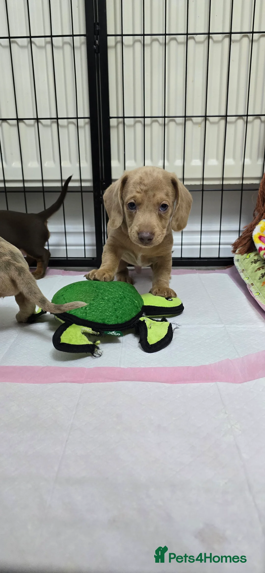 Miniature Dachshund dogs for sale: KC registered miniature Dachshund 🐶  - Advert 18