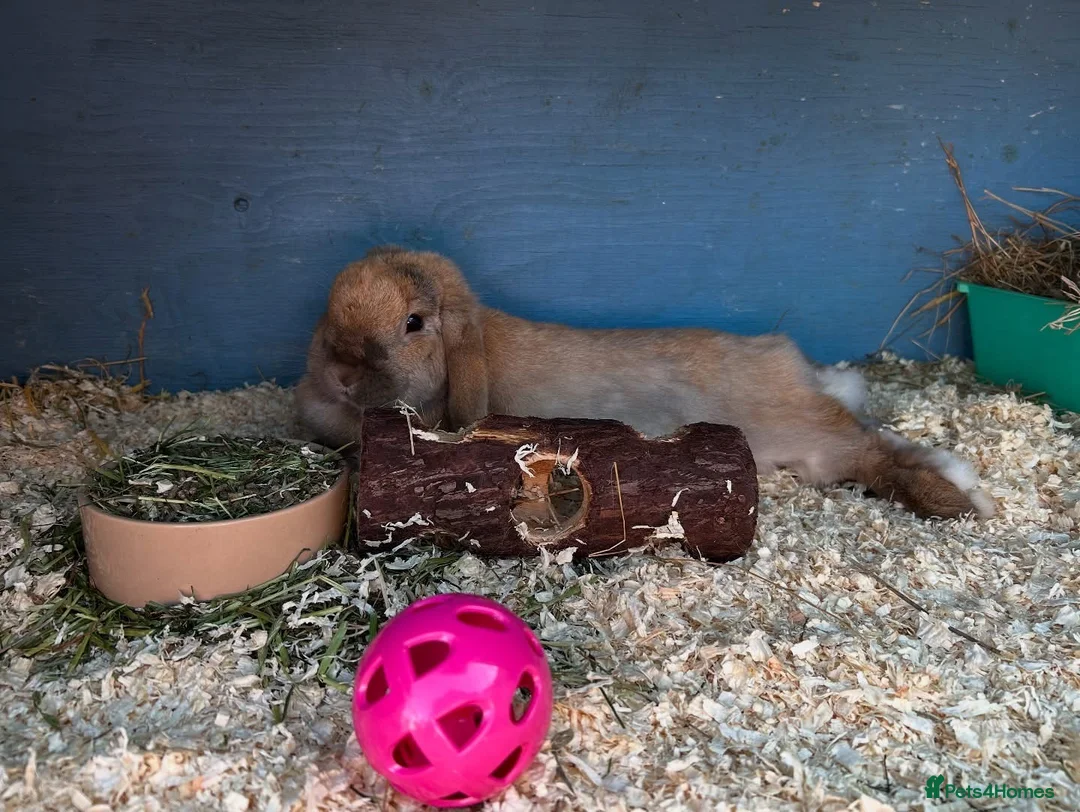 Mini Lop rabbits for sale: Adult Mini lops  - Advert 11