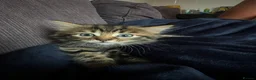 Mixed Breed cats for sale: Bengal x Maine coon  - Advert 11