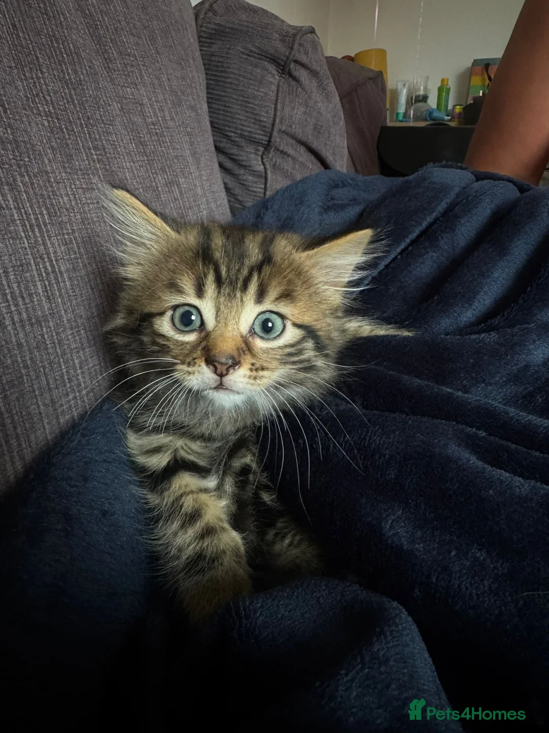 Mixed Breed cats for sale: Bengal x Maine coon  - Advert 11