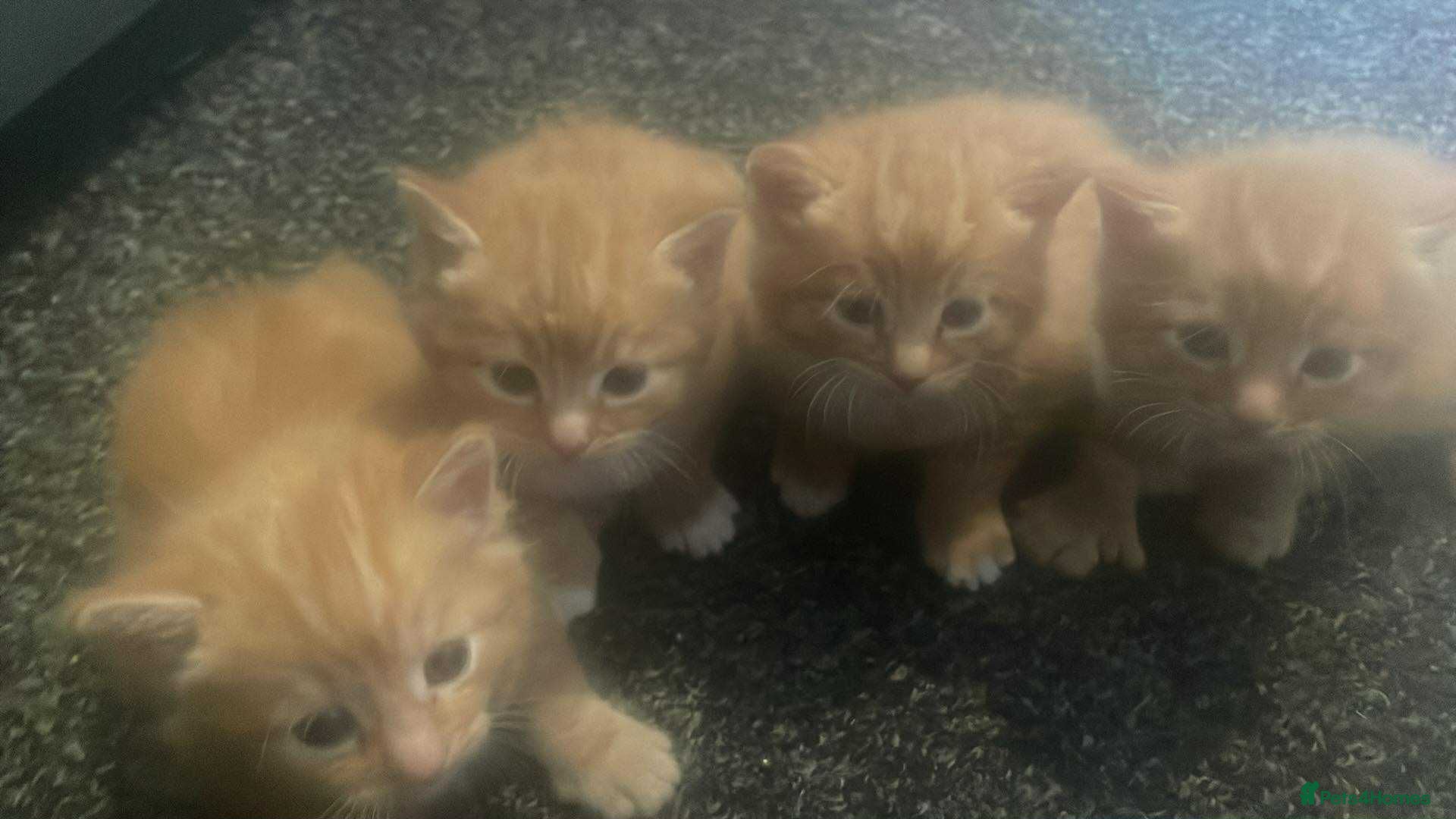 Domestic Shorthair cats 4 ginger kittens for sale  - Advert 1