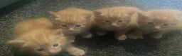 Domestic Shorthair cats for sale: 4 ginger kittens for sale  - Advert 1