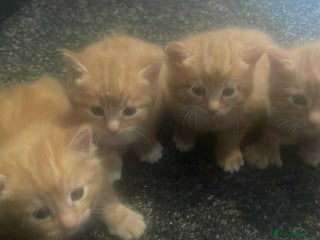 Domestic Shorthair cats - Advert 2