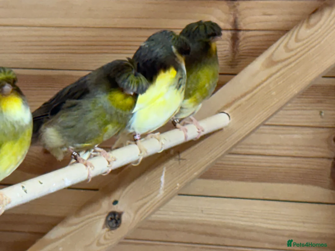 Canaries birds for sale: Gloster canaries  in Wymondham - Advert 2