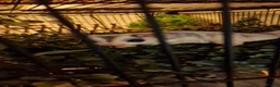 Sugar Glider rodents for sale: 3 beautiful sugar gliders looking for new home - Advert 3