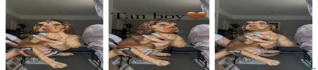 Cocker Spaniel Puppy 5