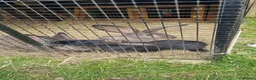 Continental Giant rabbits for sale: Continental Giant rabbits - Advert 2