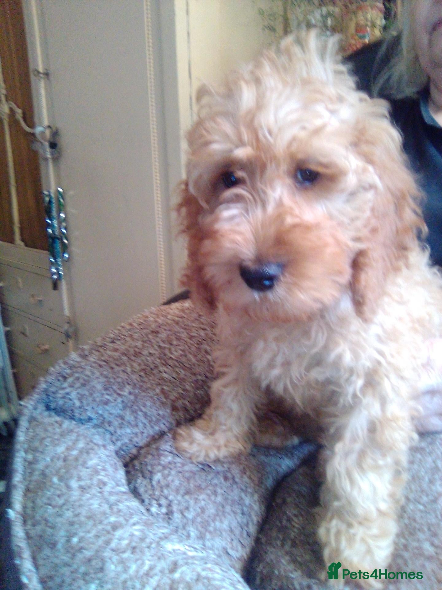 Cockapoo dogs Louie Louie Oh Baby  - Advert 1
