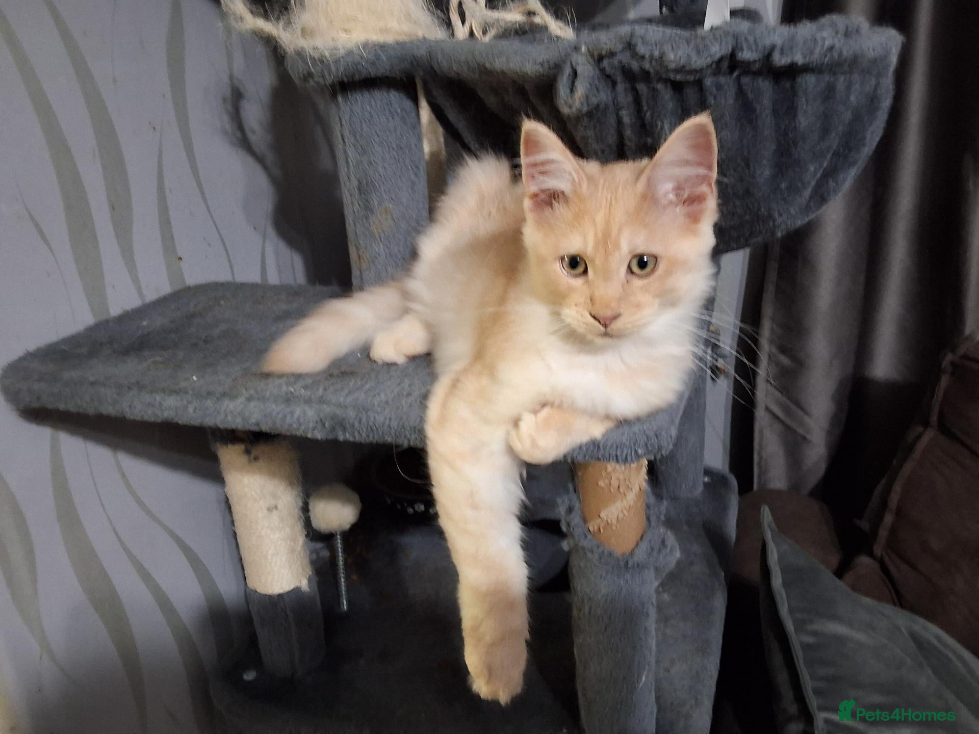 Ragcoon cats REDUCED!!!! Bouncing beauties ready to go  - Advert 1