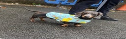 Miniature Dachshund dogs for stud: 🐾HUGO THE BOSS (KC REG & PRA CLEAR) PROVEN STUD🐾 in Manchester - Advert 33