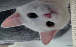 Domestic Shorthair cats for sale: Heartbreaking Rehome-18 month old Pure White Cat x - Image 22