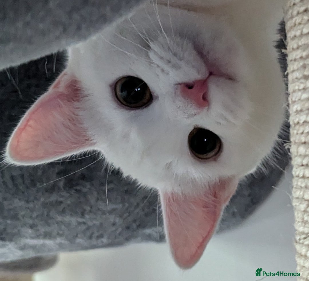 Domestic Shorthair cats for sale: Heartbreaking Rehome-18 month old Pure White Cat x - Image 22