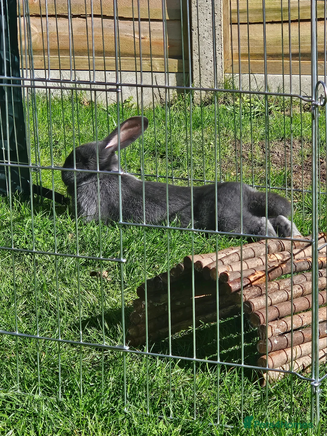 Mixed Breed rabbits for sale: Mixed breed rescue Doe - Advert 2