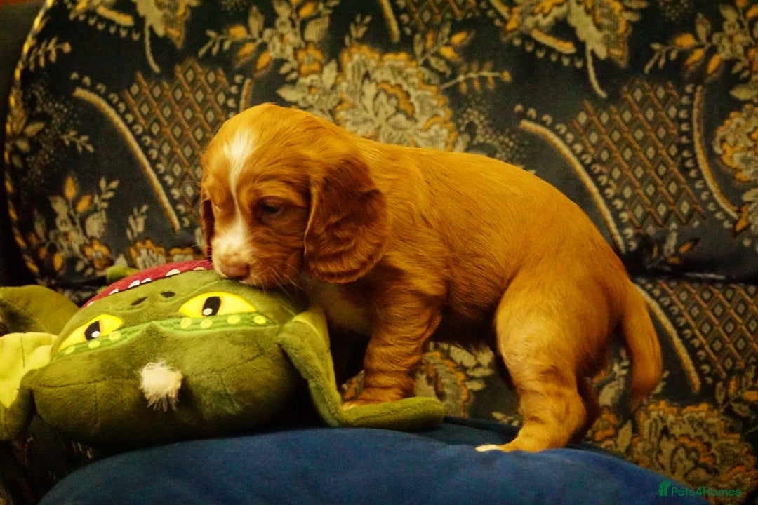 Cocker Spaniel dogs for sale: Working cocker spaniels  - Image 6