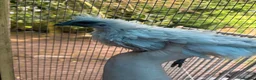 Mixed Breed poultry for sale: Mixed Flock of Birds - Advert 6