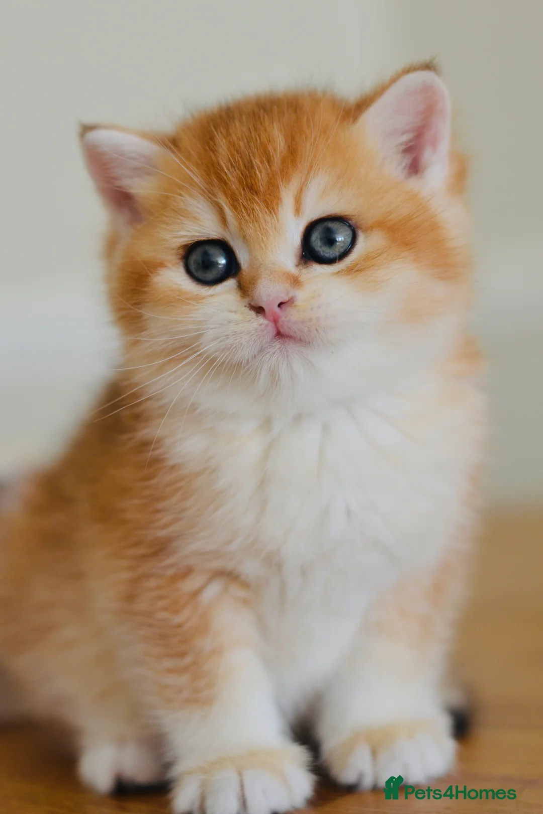 British Shorthair cats for sale: GCCF/TICA Stunning Golden BSH Chinchilla Kittens - Advert 2