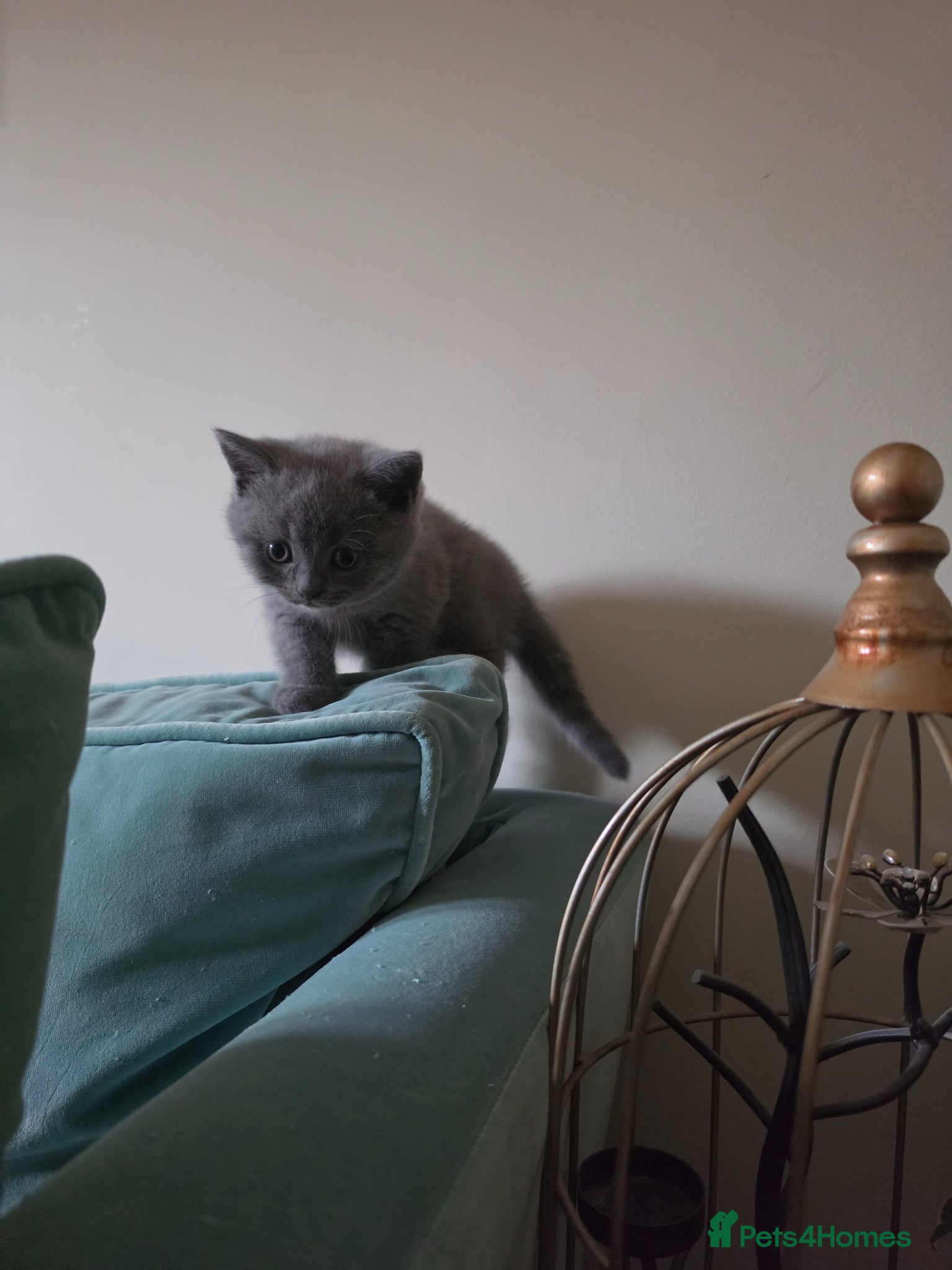 British Shorthair cats Beautiful Blue British Shorthair Kittens for Sale - Advert 2