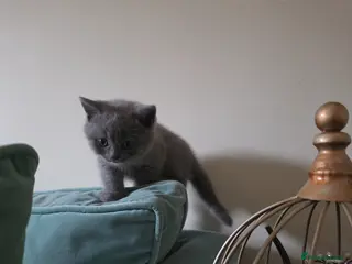 British Shorthair cats Beautiful Blue British Shorthair Kittens for Sale - Advert 2