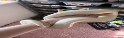Python Snake reptiles for sale: Stunning white Royal Ball Python female  - Advert 4
