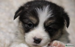 Welsh Corgi Pembroke dogs for sale: Naturally bobbed unique babies - Image 21