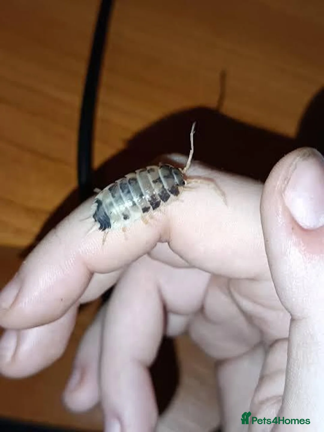 Isopods invertebrates for sale: Dairy milk isopods great for cleanup crew  in Mansfield - Advert 2
