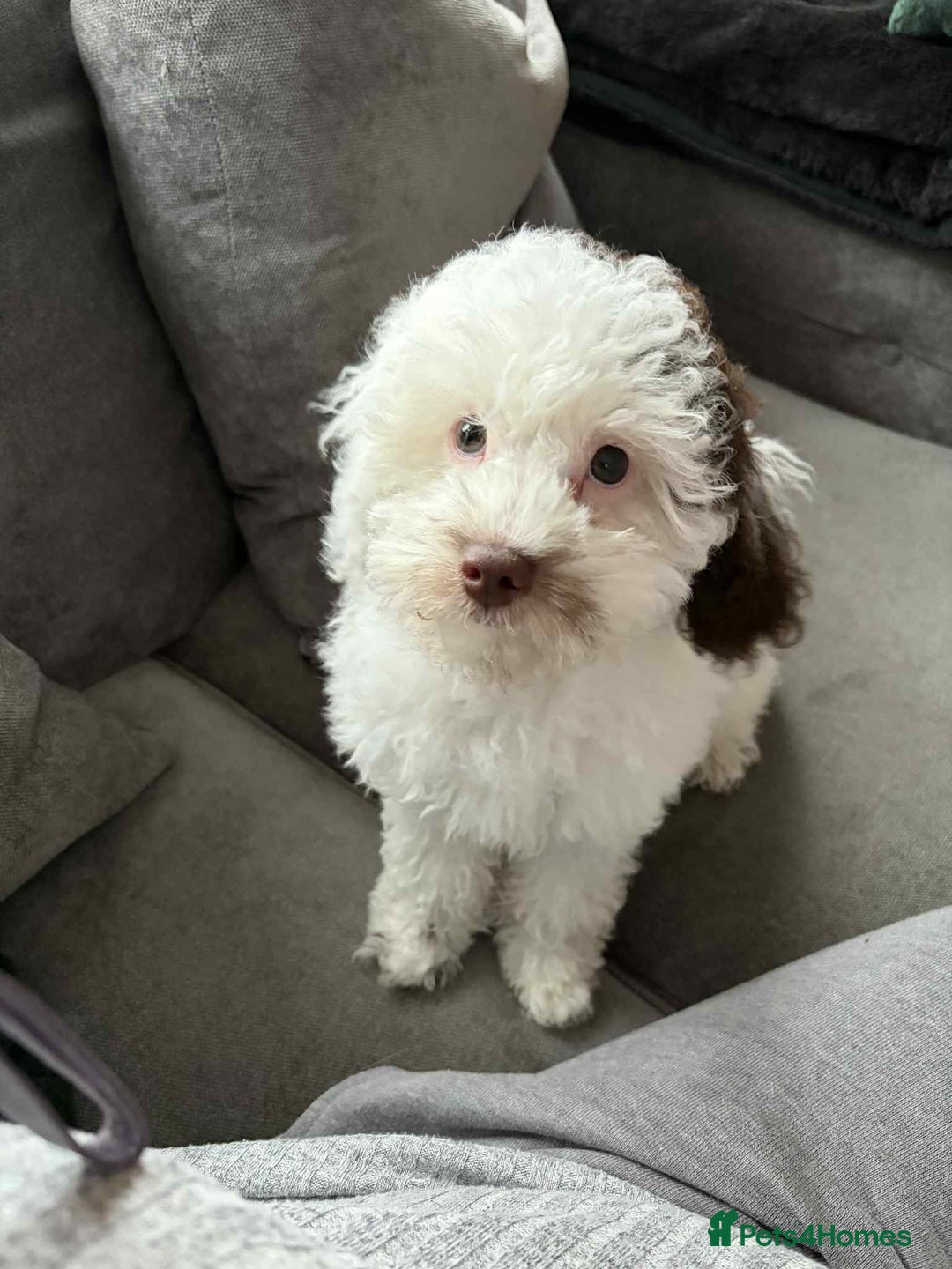 Toy Poodle dogs for sale: Beautiful dobby  - Advert 2