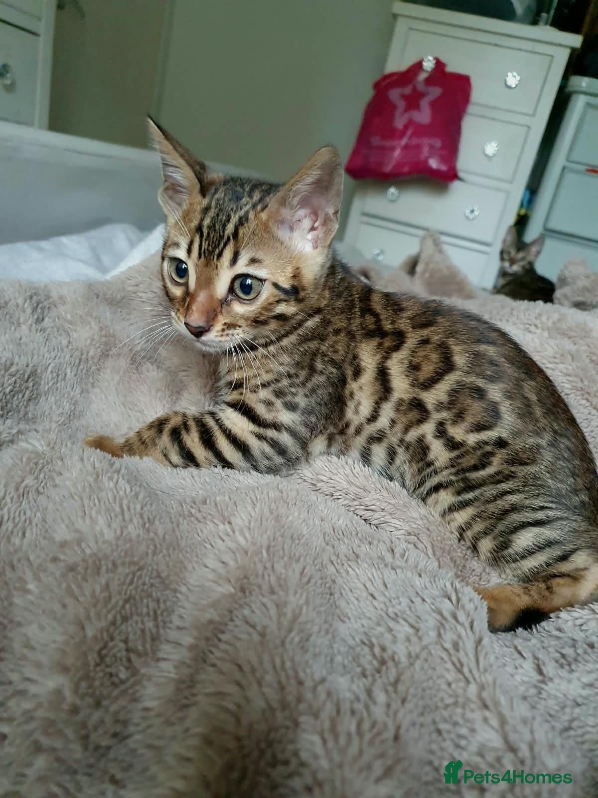 Bengal cats Bengal kittens - Advert 17