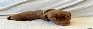 Miniature Dachshund 3