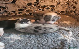 Border Collie dogs for sale: Unique blue merle border collie puppies - Image 31