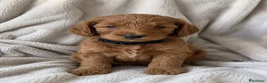 Cockapoo 3