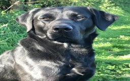 Labrador Retriever dogs for sale: Fully health tested Black Lab  - Image 2
