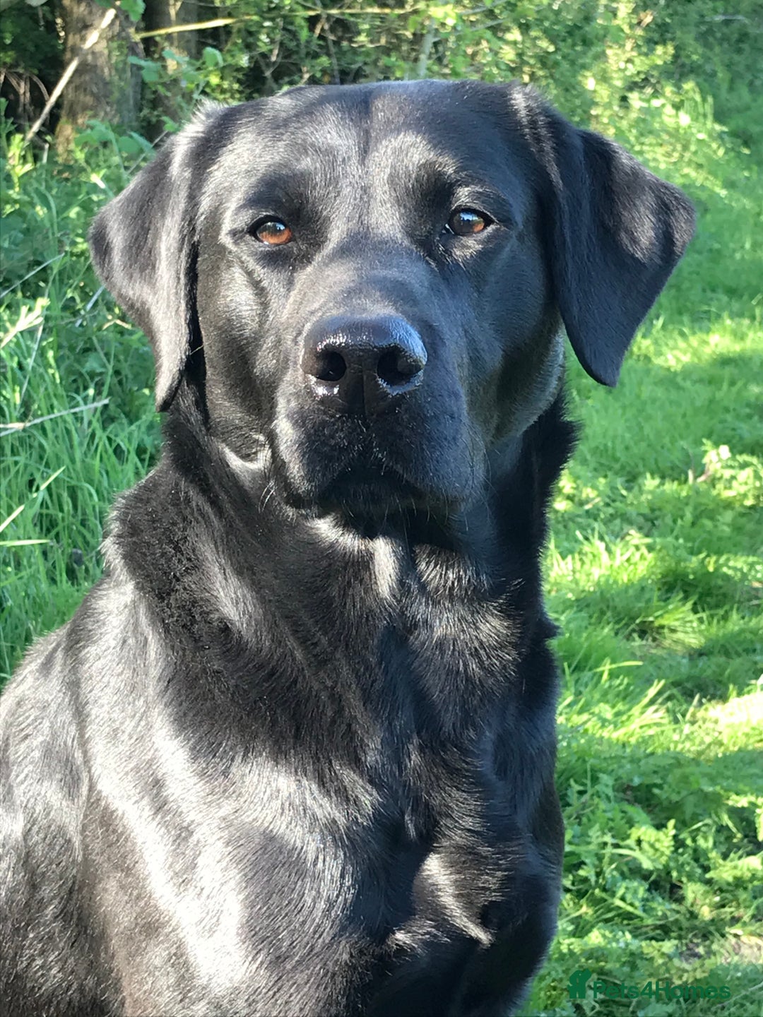 Labrador Retriever dogs for sale: Fully health tested Black Lab  - Image 2