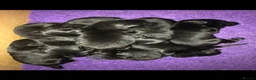 Flat coated Retriever dogs for sale: Long awaited Flatcoat litter.  - Advert 9