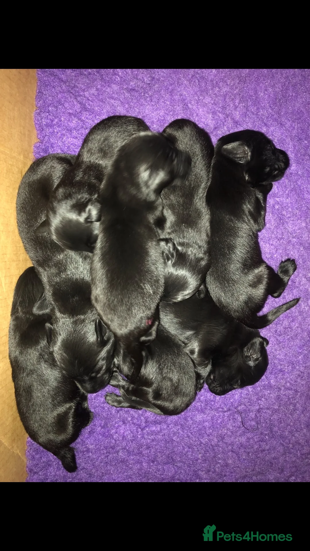 Flat coated Retriever dogs for sale: Long awaited Flatcoat litter.  - Advert 9