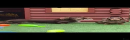 Miniature Dachshund dogs for sale: Chocolate and tan short haired mini dachshund  - Advert 30