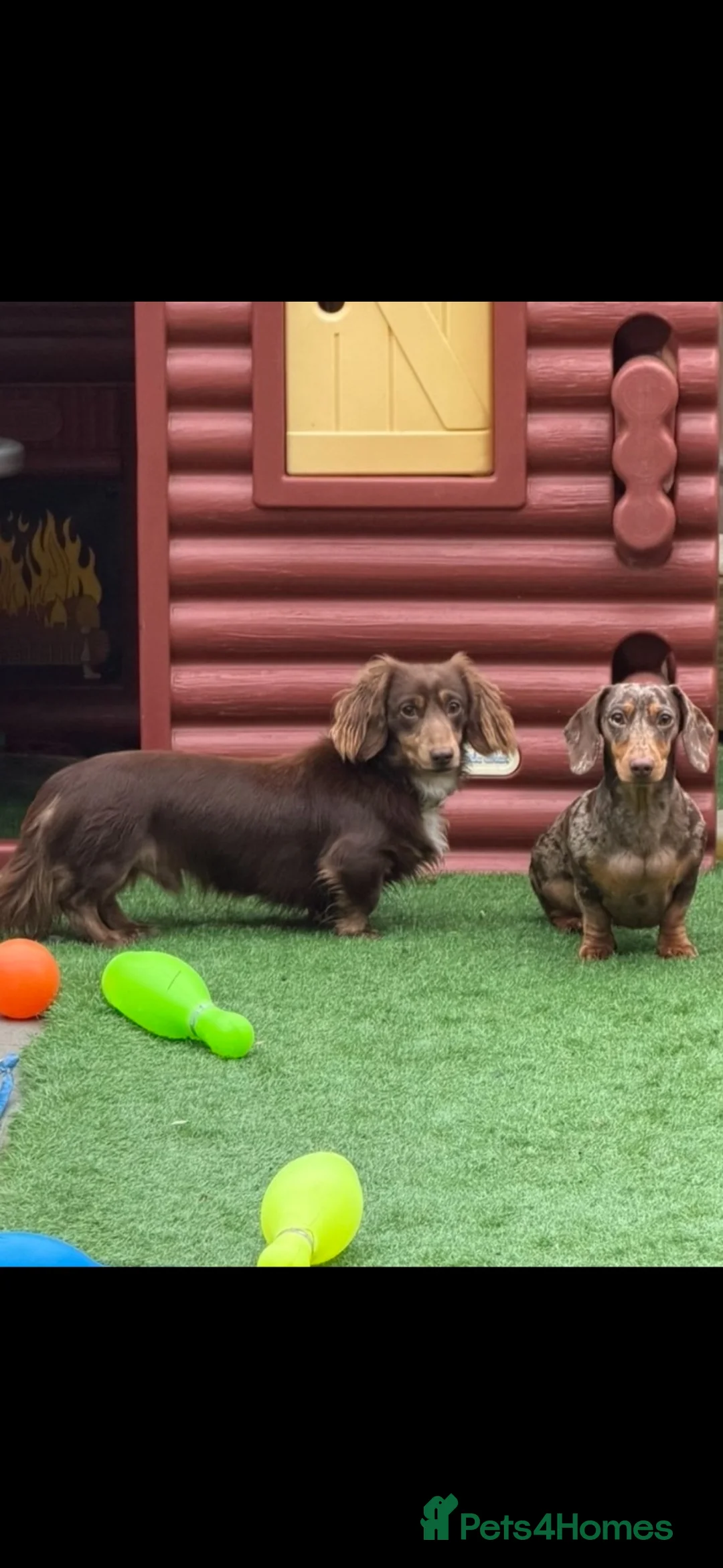 Miniature Dachshund dogs for sale: Chocolate and tan short haired mini dachshund  - Advert 30