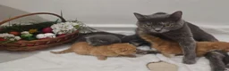 British Shorthair cats for sale: British shorthair girl  - Advert 3
